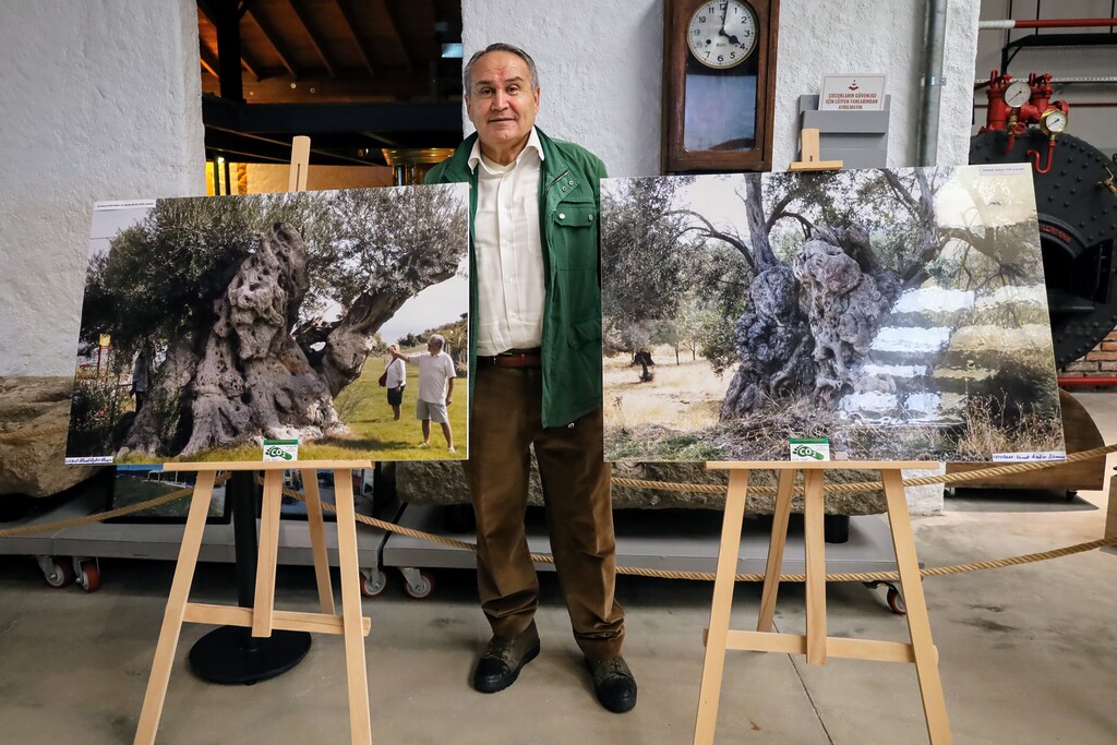 Ahmet Aydın Akansu'nun objektifinden zeytin ağacının gövdeleri