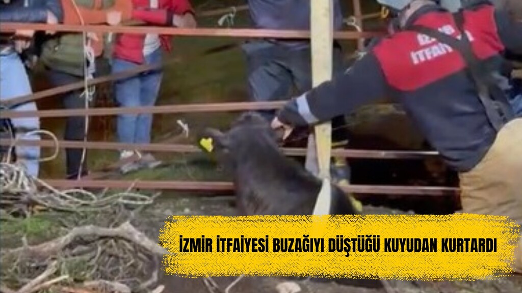 İzmir İtfaiyesi buzağıyı düştüğü kuyudan kurtardı