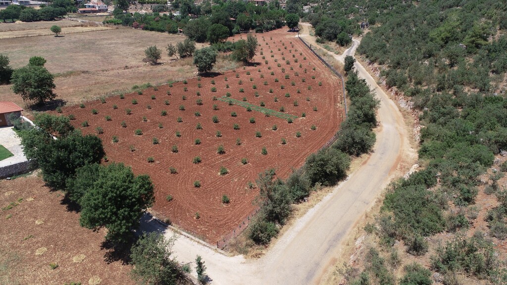 MUĞLA’DA SAKIZ AĞAÇLARI İÇİN PROTOKOL