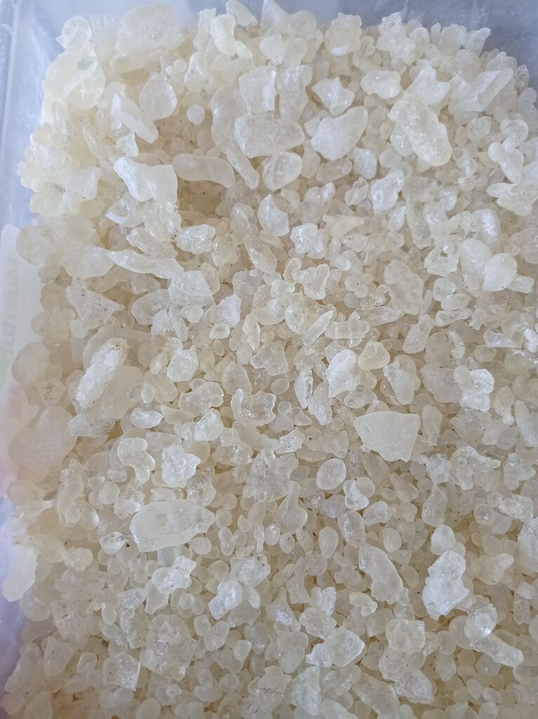 Çeşme Damla Sakızı Üretimi Büyüyor!