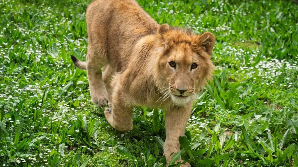 İsmi anketle belirlenmişti… Aslan ‘Pars’ öldürüldü!