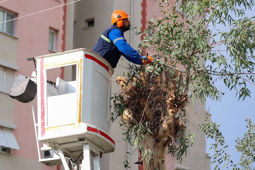 Buca’da budama seferberliği