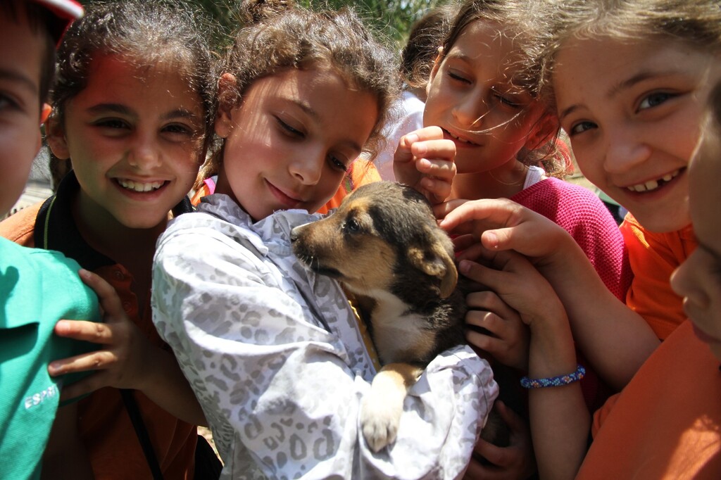 1 yılda 40 bin can dosta şefkat eli uzandı
