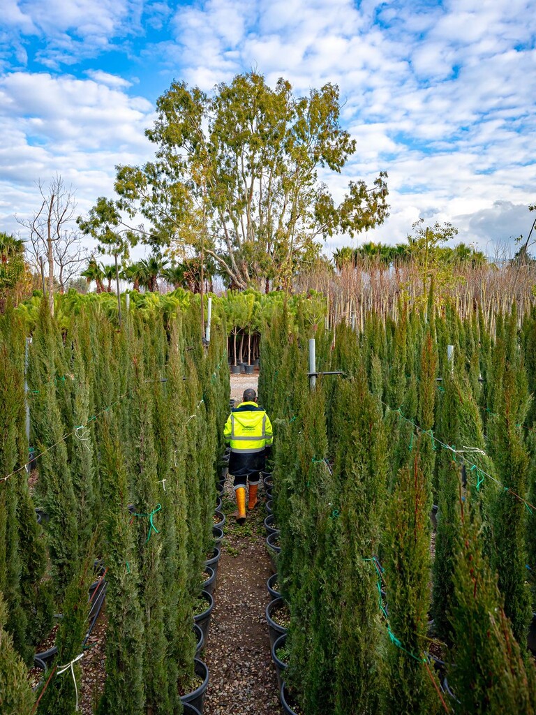 İzmir’in renkleri Büyükşehir fidanlıklarında filizleniyor