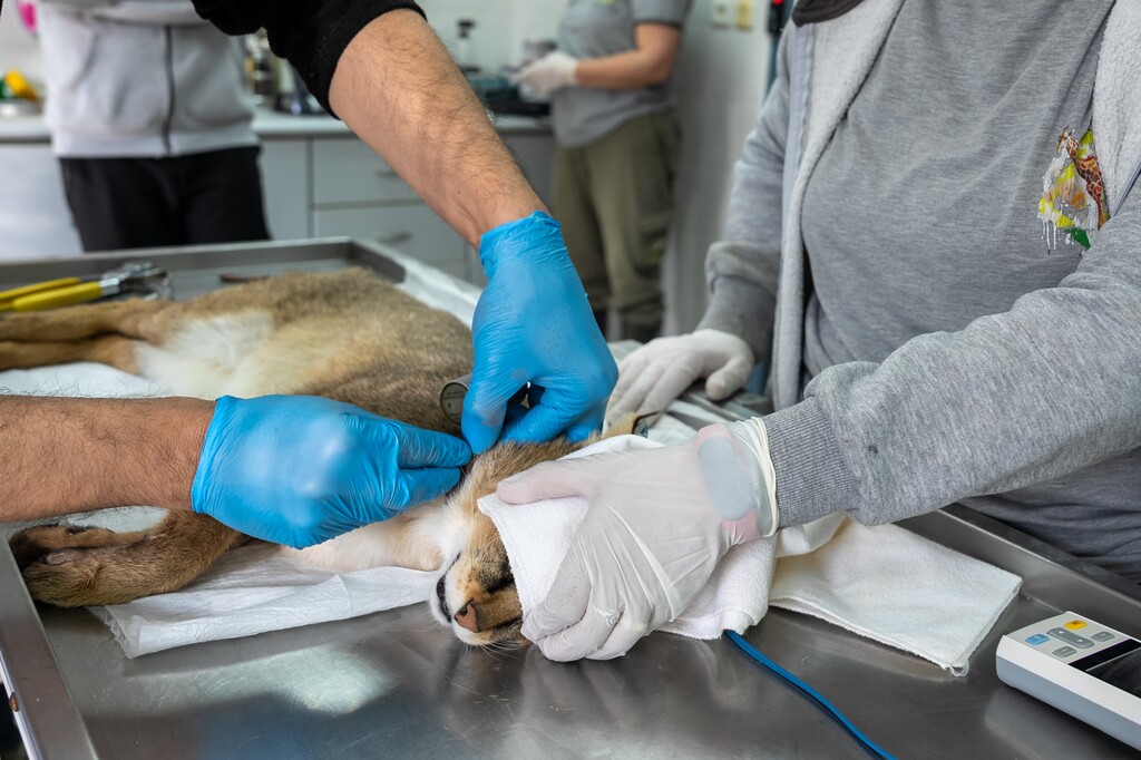 Ağır yaralı bulundu, sağlıklı şekilde doğaya salındı