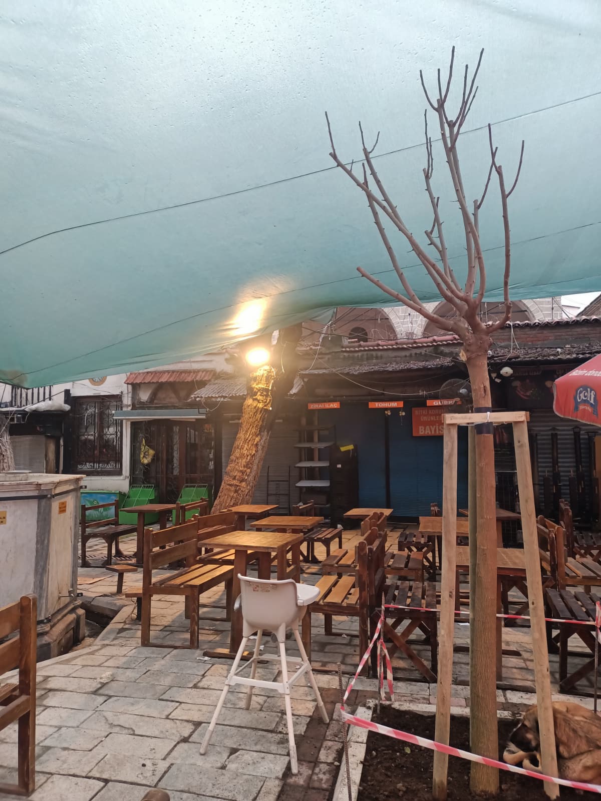 Kemeraltı’nın Hafızası “Dut”a Emanet Edilemez: Tarihi Çınarın Yerine Çınar İstiyoruz!