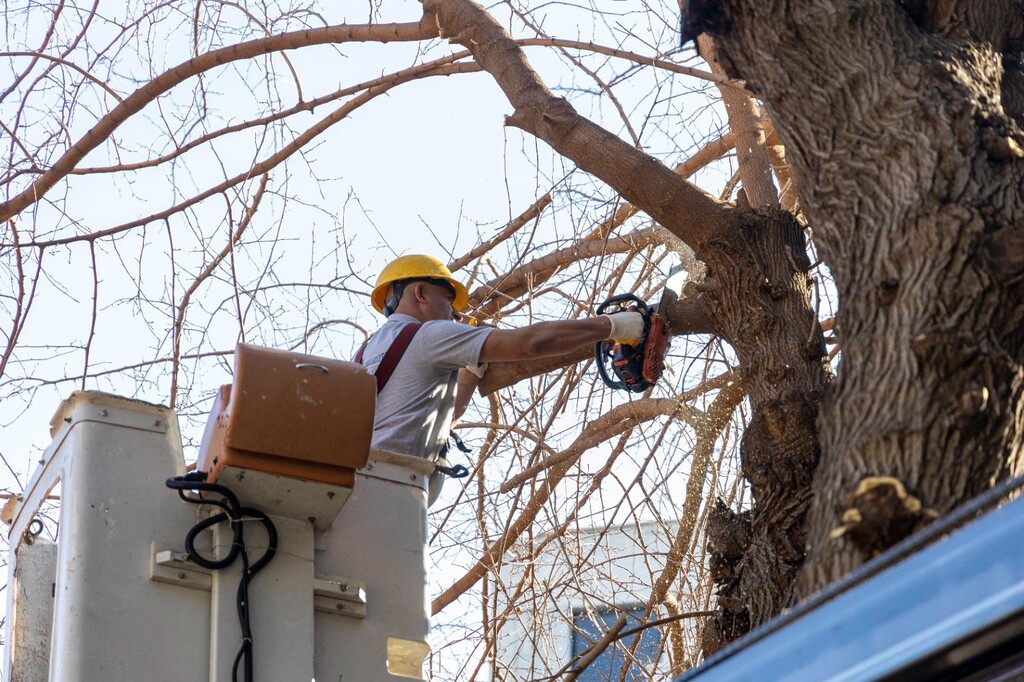 Karşıyaka’da budama seferberliği: Ağaçlar bahara hazırlanıyor