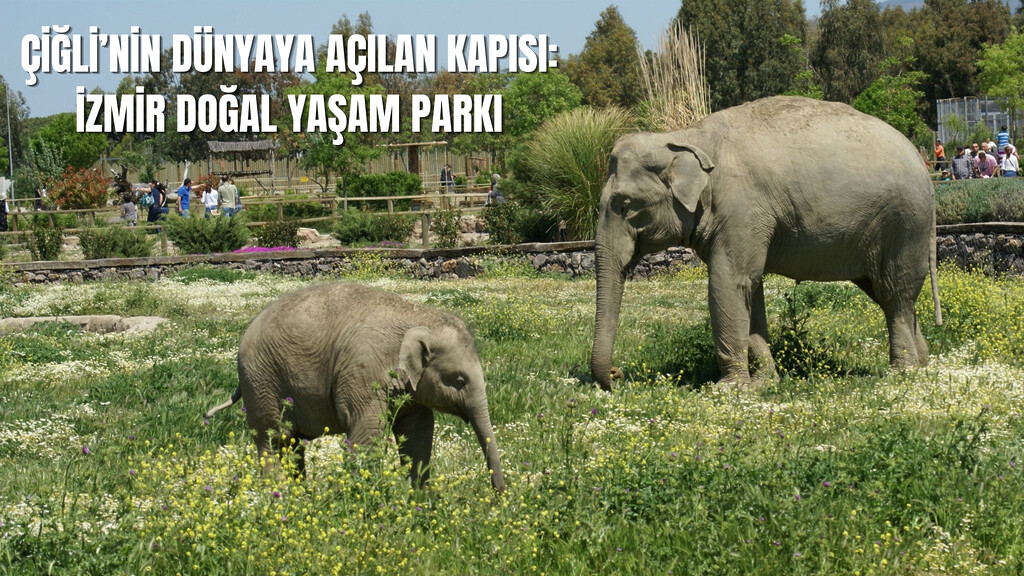 İzmir Doğal Yaşam Parkı'nın ilk yavru fili İzmir ve annesi Begümcan - Çiğli Sasalı