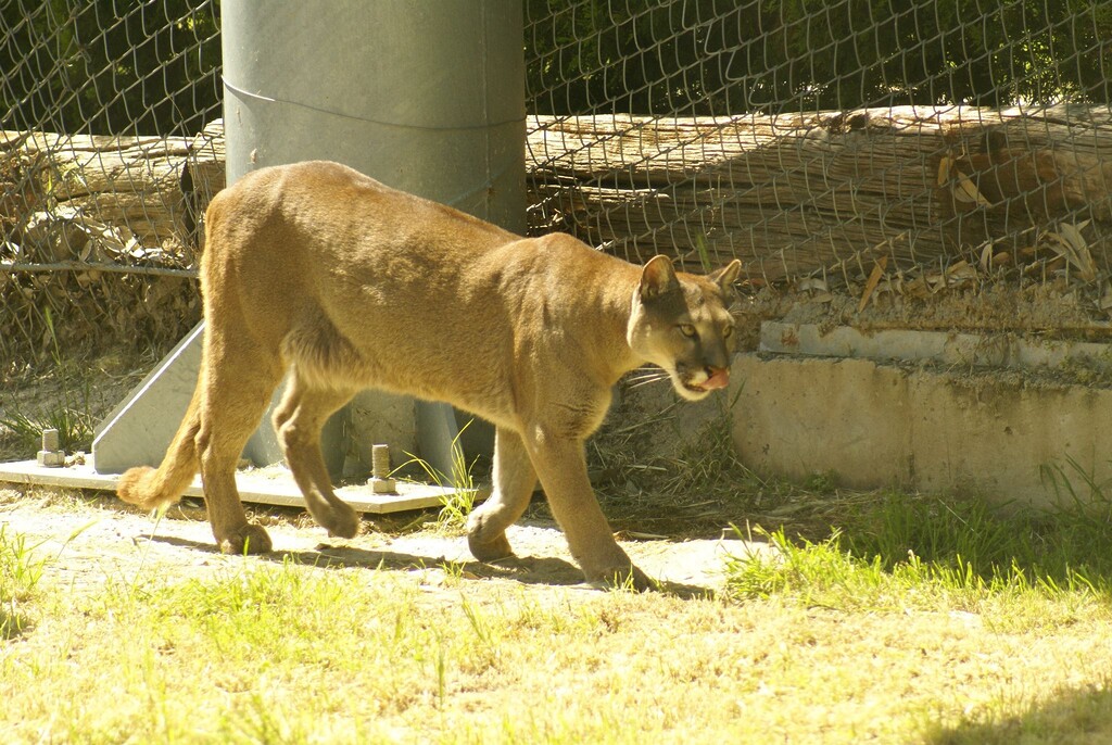 İzmir Doğal Yaşam Parkı Sasalı Çiğli Puma Cougar Dağ Aslanı