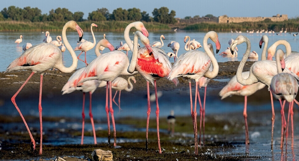 Gediz Deltası Kuş Cenneti Çiğli İzmir Flamingo Sürüsü ve Sulak Alan