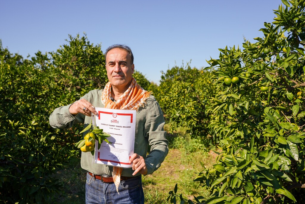 Seferihisar'da mandalina hasatı
